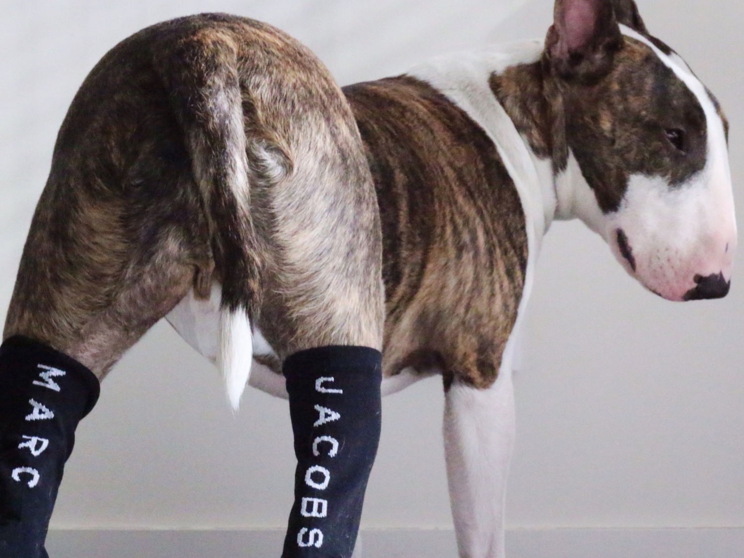 marc jacobs bull terrier shoes